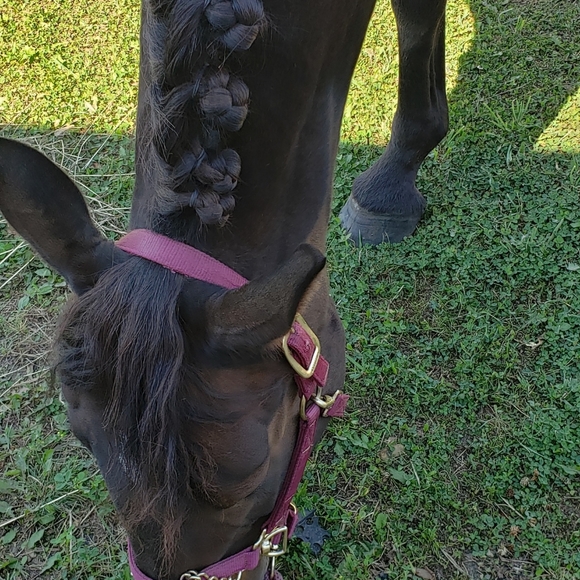 Meet your Posher, Bree - Picture 7 of 12